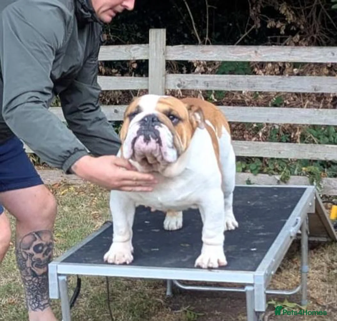 English Bulldog dogs for stud: Hungarian champion top quality male at stud - Advert 2