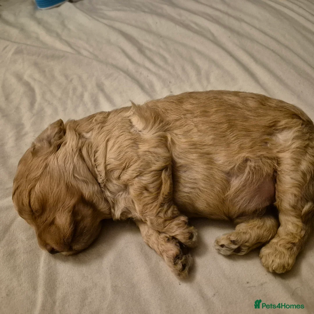 Cockapoo dogs for sale: Cockerpoo  - Advert 15