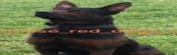 Mixed Breed dogs for sale: Laizhou Hong (Chinese red dog) - Advert 2