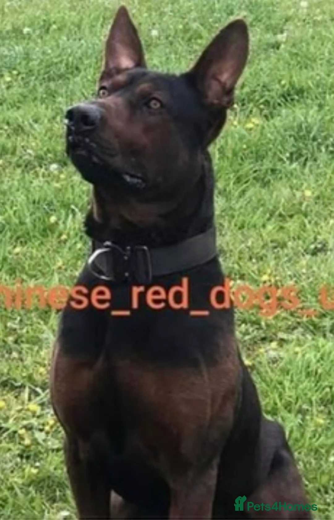 Mixed Breed dogs for sale: Laizhou Hong (Chinese red dog) - Advert 2