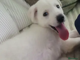 Mixed Breed dogs Golden shepherd - Advert 12