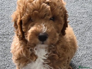 Cockapoo dogs - Advert 12