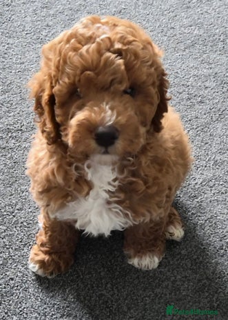 Cockapoo dogs - Advert 4