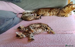 Bengal cats for sale: Bengals high guality kittens ready for new home  - Advert 2