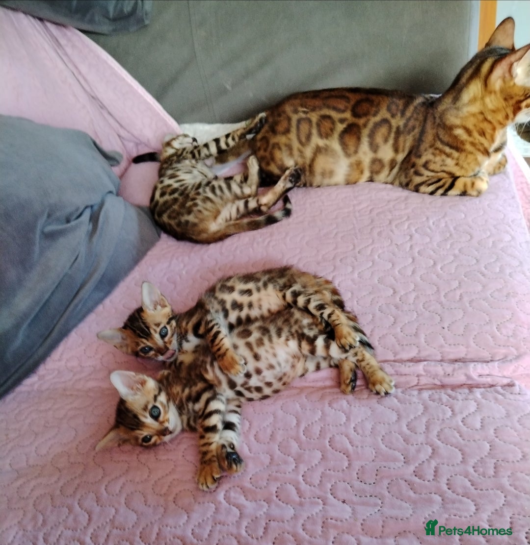 Bengal cats for sale: Bengals high guality kittens ready for new home  - Advert 2