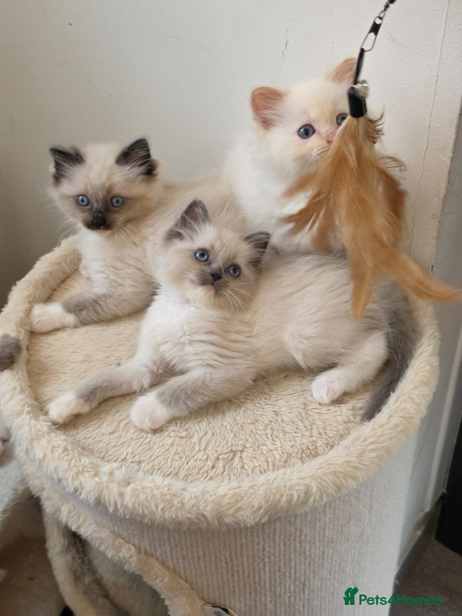 Ragdoll cats ragdoll kittens 😸  - Advert 9