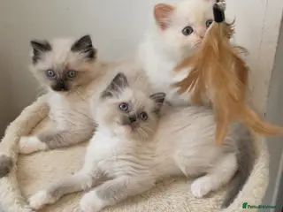 Ragdoll cats ragdoll kittens 😸 - Advert 9