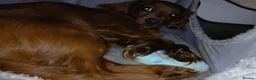 Cavapoo dogs for stud: For stud  - Advert 3