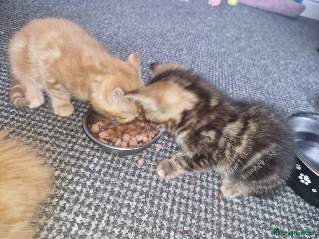 American Shorthair cats for sale: Rare Ginger Female Kittens for sale - Image 10