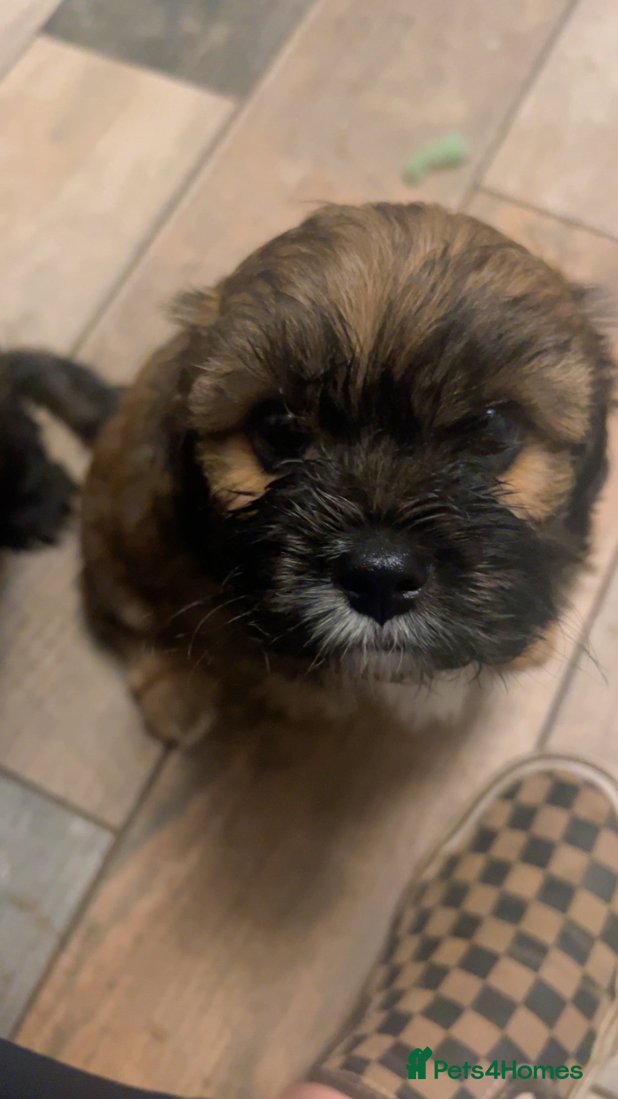 Cava Tzu dogs READY NOW – THREE HANDSOME DEVILS (F1 CAVA TZU’S)  - Advert 2