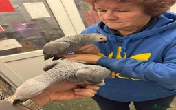 Parrots birds for sale: Silly tame greys - Image 2