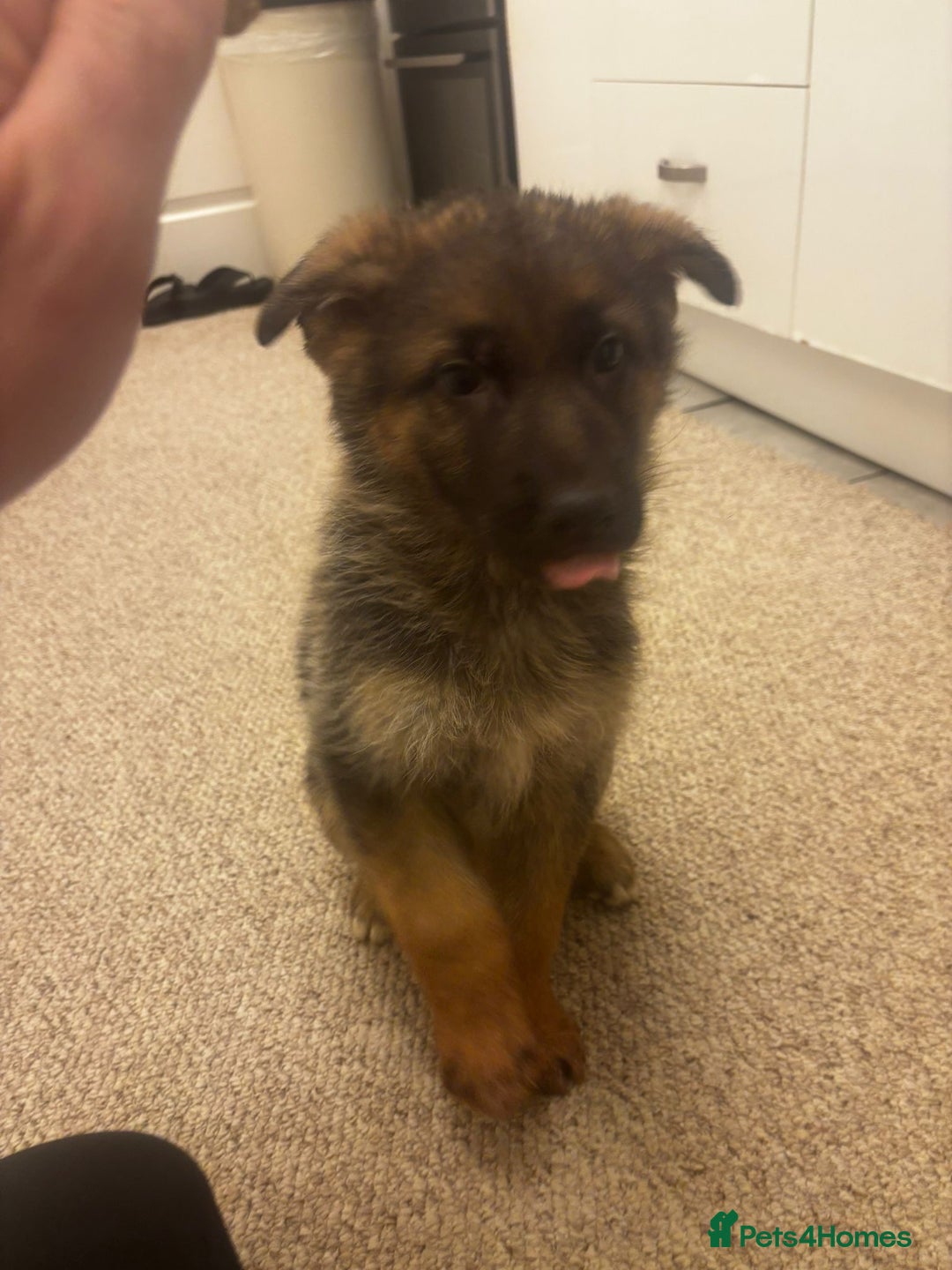 German Shepherd dogs for sale: Bloodline German shepherd puppy’s  - Advert 9