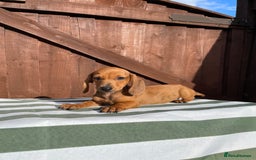 Dachshund dogs for sale: 4 beautiful dachshund puppies ready to go!!!! - Image 2