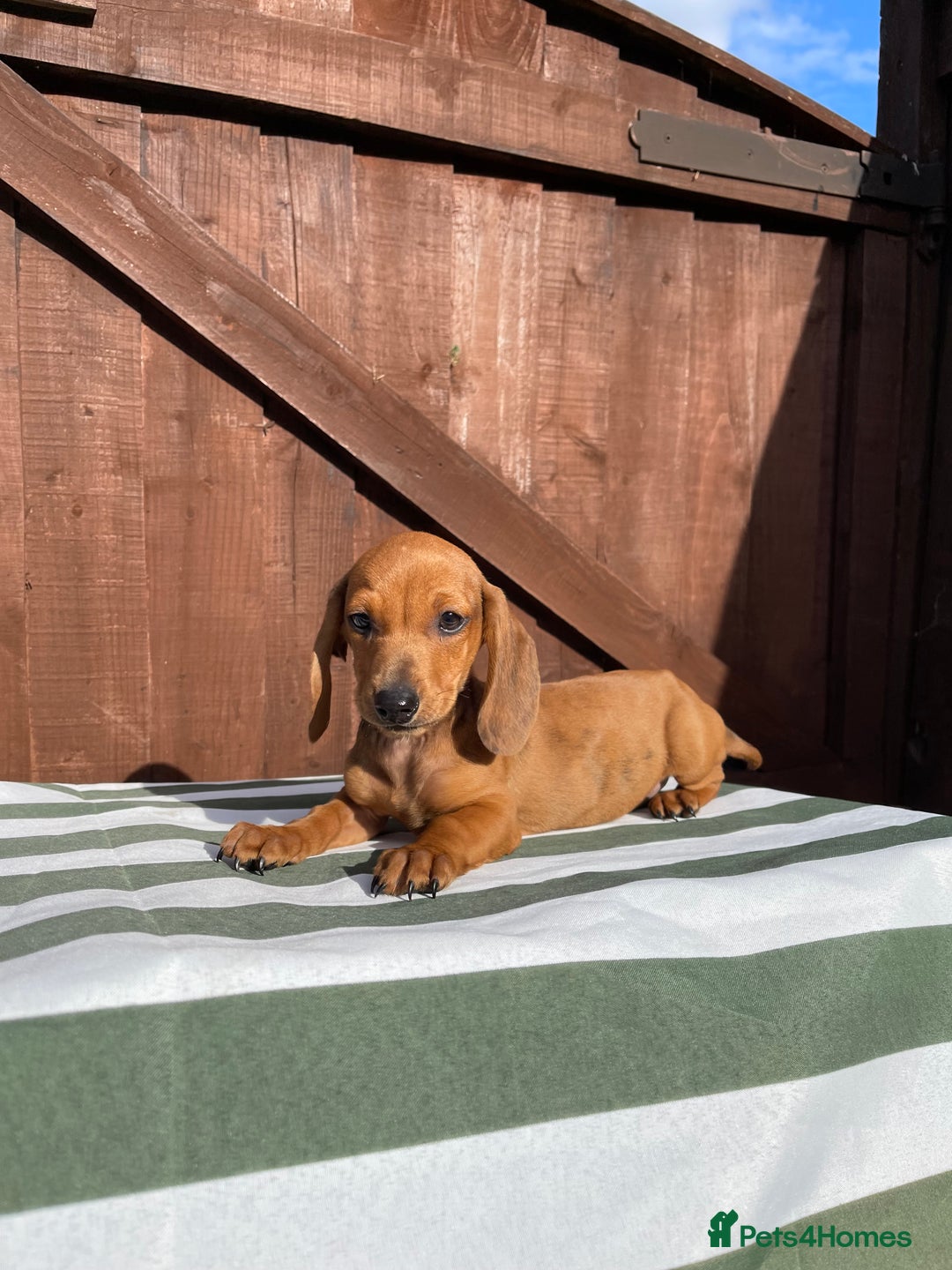 Dachshund dogs for sale: 4 beautiful dachshund puppies ready to go!!!! - Image 2