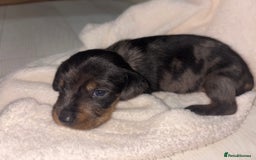 Mixed Breed dogs for sale: 5 Adorable miniature dapple schnoxie puppies - Image 13