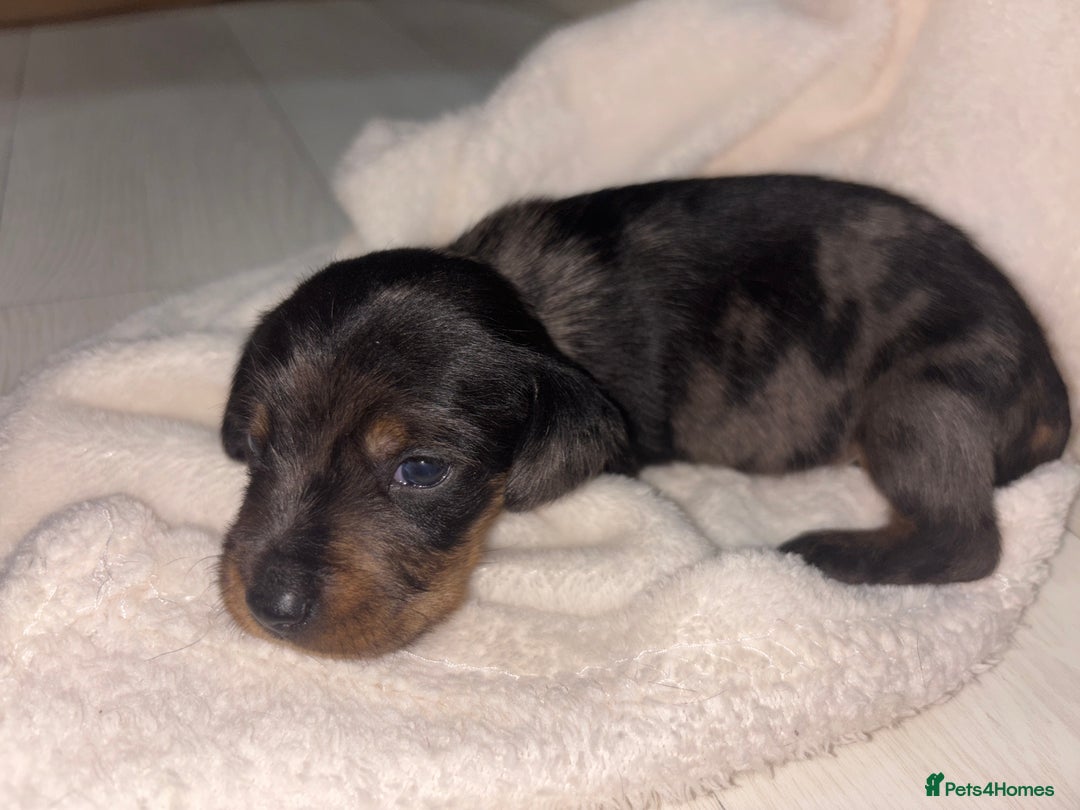 Mixed Breed dogs for sale: 5 Adorable miniature dapple schnoxie puppies - Image 13
