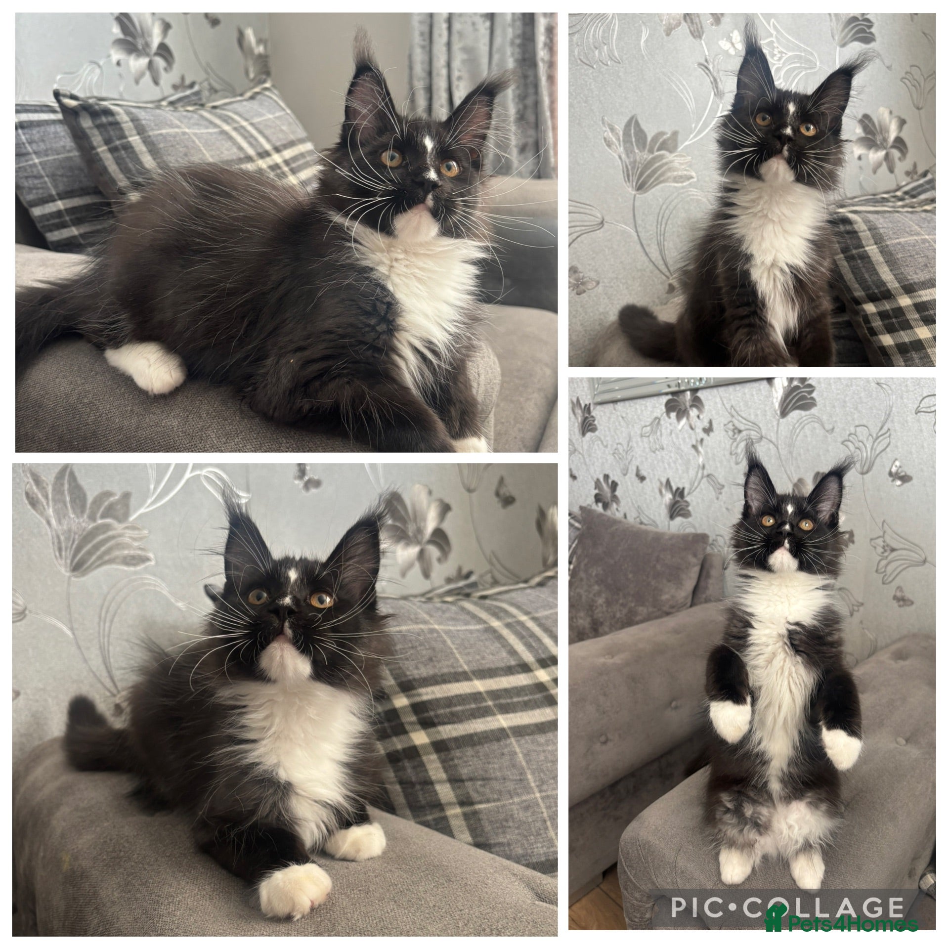 Maine Coon cats AMAZING TICA REGISTERED HEALTH TESTED KITTENS  - Advert 1