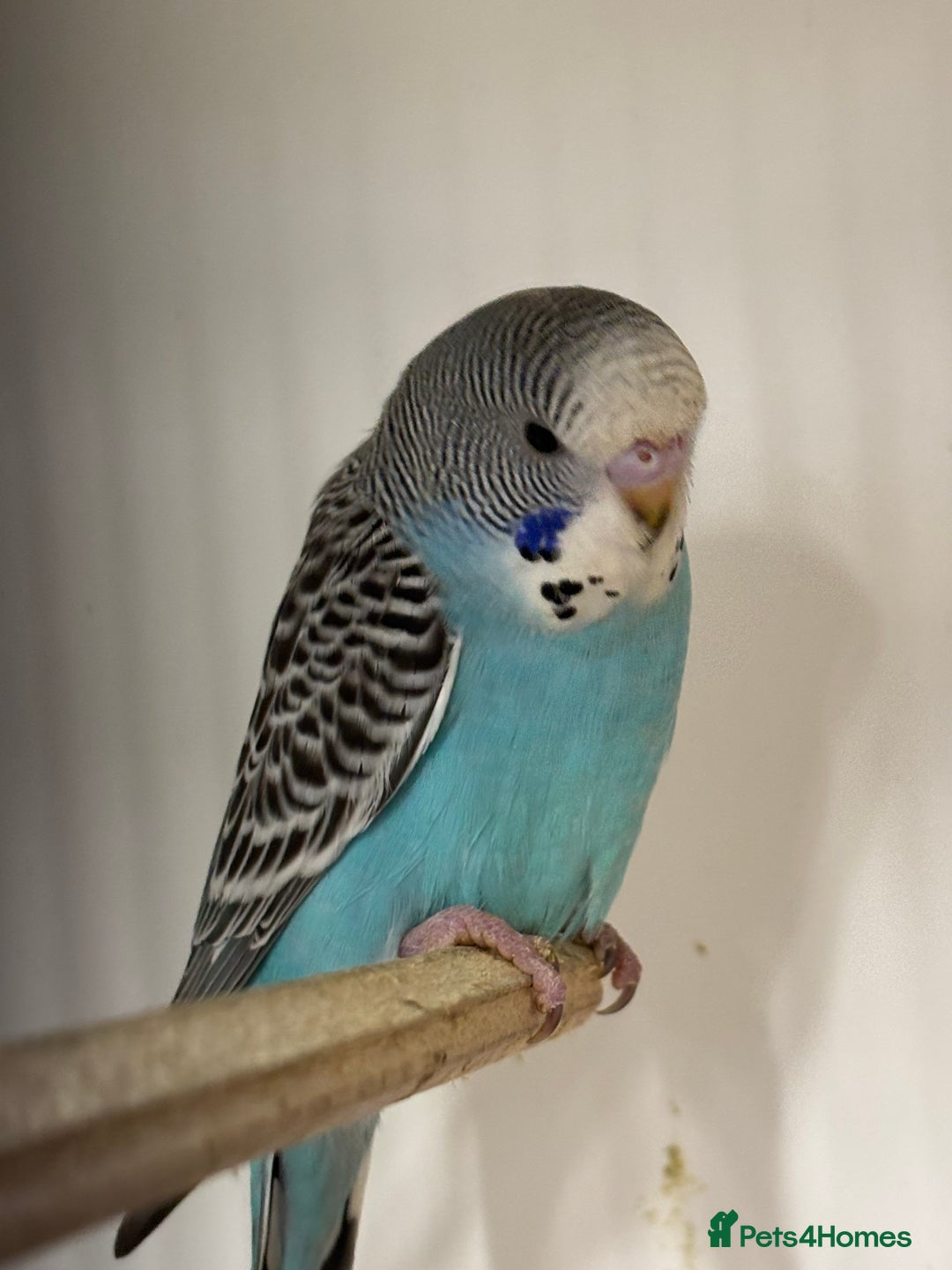 Budgerigars birds for sale: Baby Budgies - Advert 5