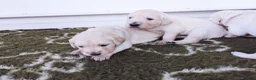 Golden Retriever dogs for sale: Chunky cream and golden puppies - Advert 6