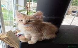 Maine Coon cats for sale: 4 Maine coon kittens white or ginger - Image 1