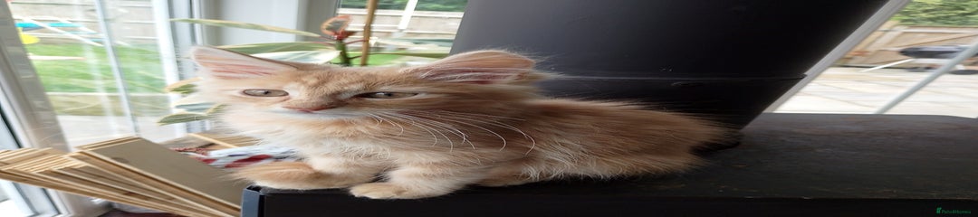 Maine Coon Kitten 1