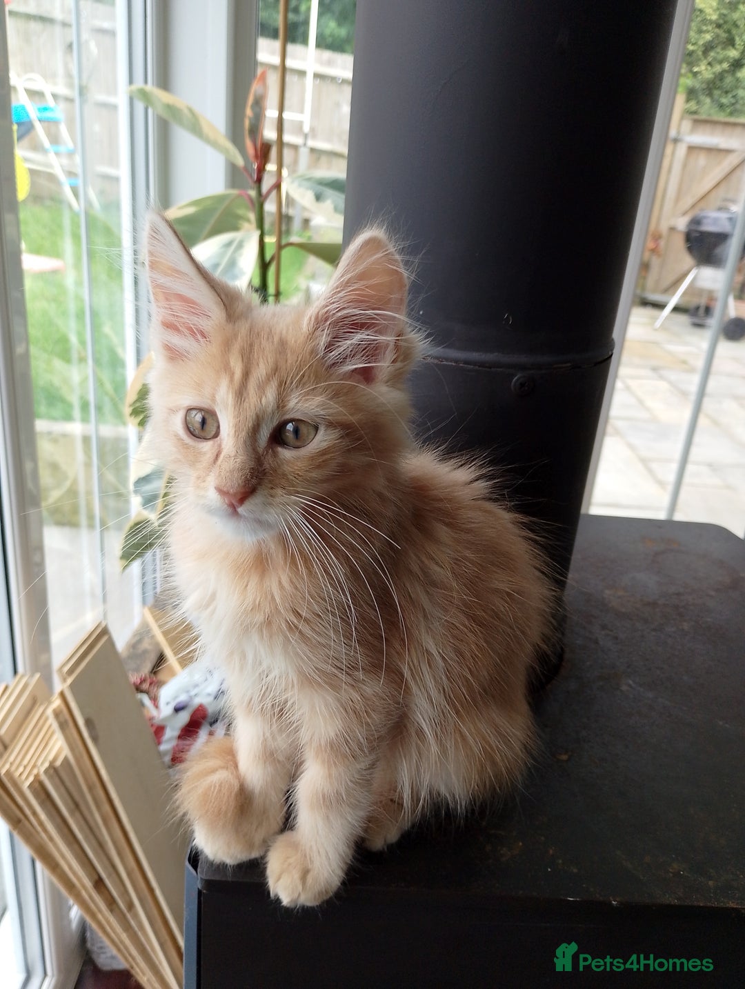 Maine Coon cats for sale: 4 Maine coon kittens white or ginger - Image 1