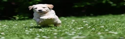 Goldendoodle dogs for sale: Quality Health Tested Goldendoodles - Advert 27
