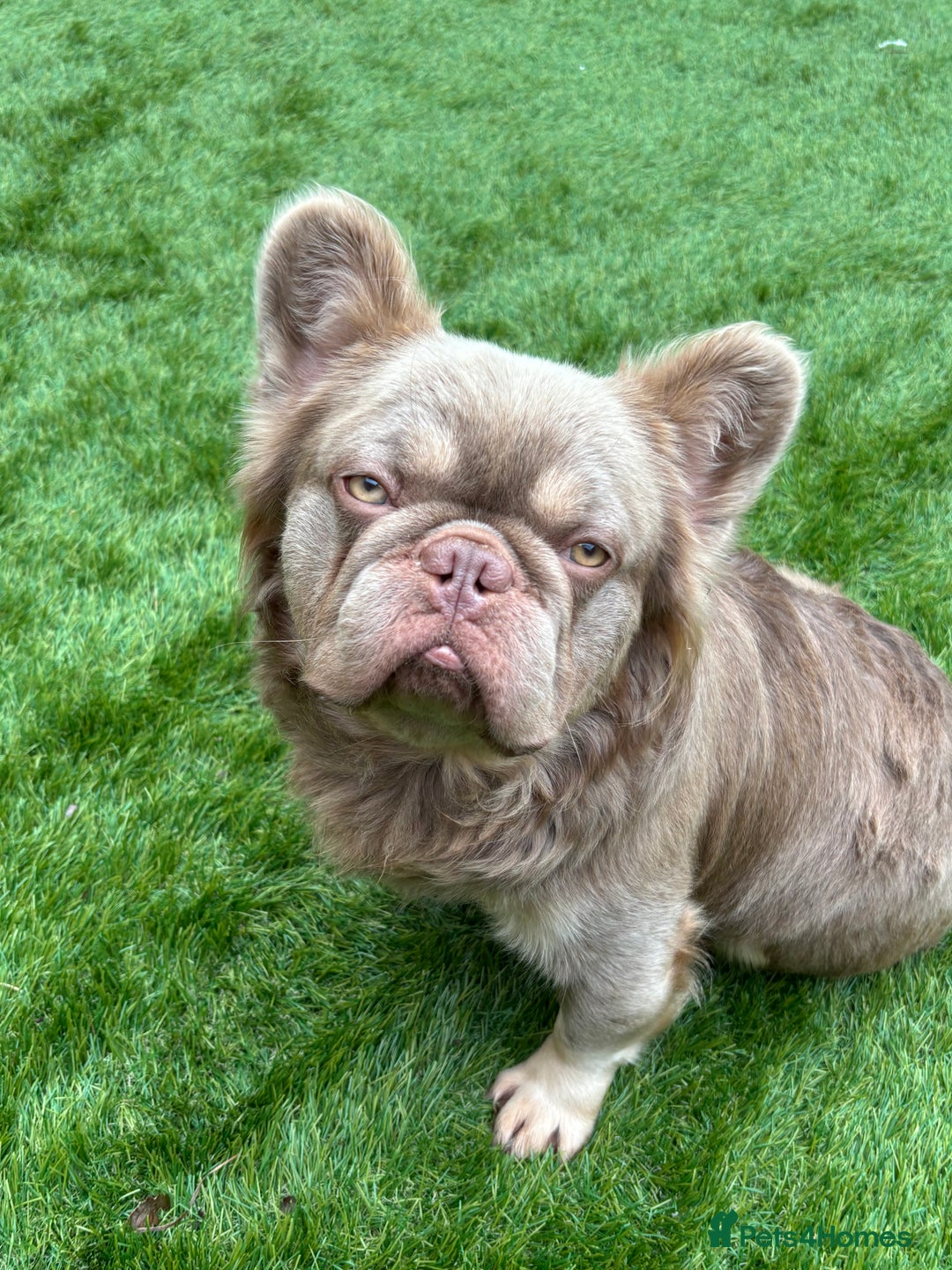 French Bulldog dogs for stud: 🐾New Shade Fluffy French Bulldog🐾 in Wishaw - Advert 2