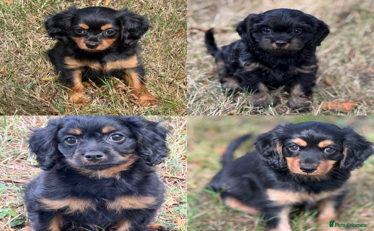 Cavapoo dogs - Advert 4