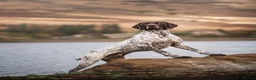 German Shorthaired Pointer dogs for stud: 🌟 IVANHOE THE GREAT 🌟 GSP STUD - Advert 3