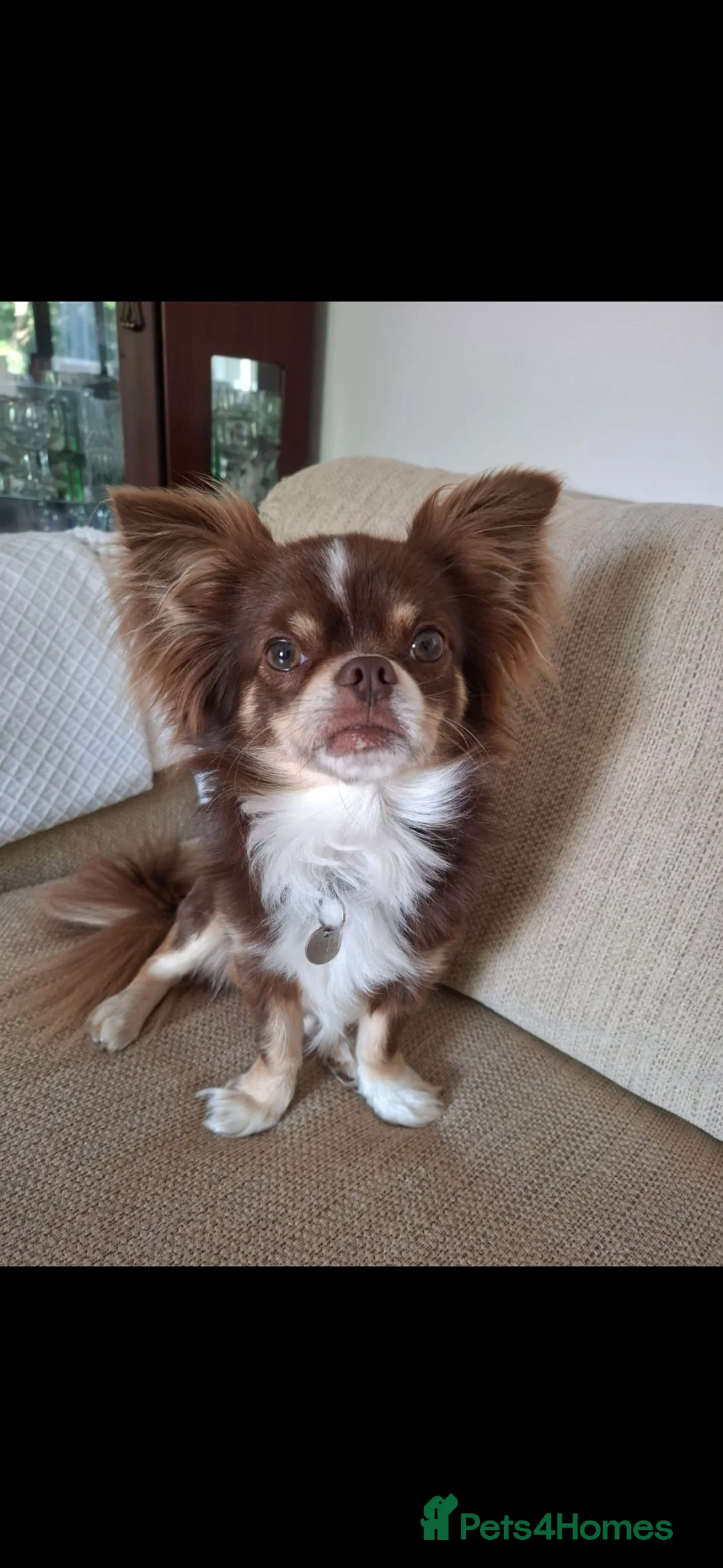 Chihuahua dogs for stud:  stud - Advert 2