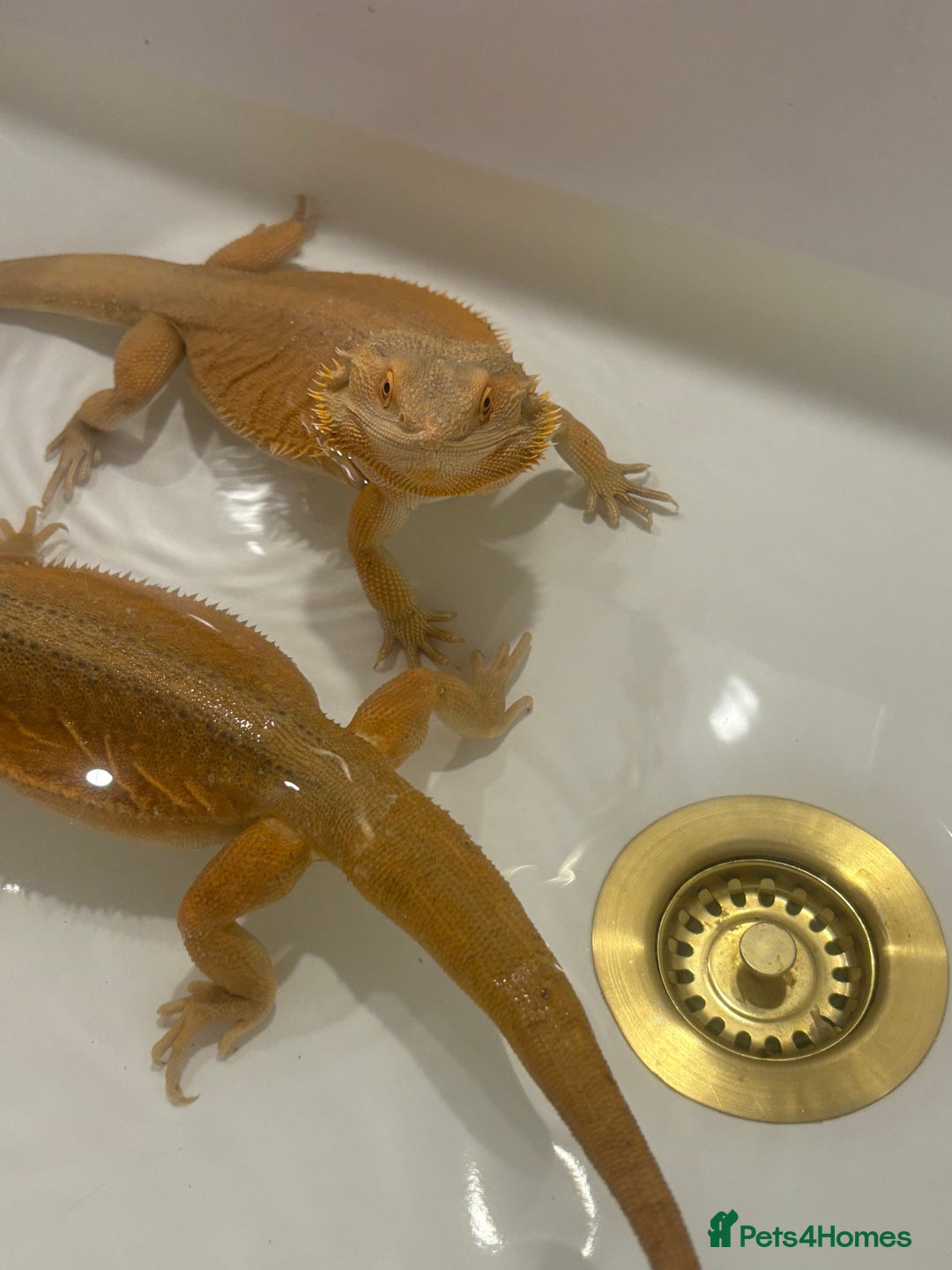 Bearded Dragon reptiles for sale: Bearded dragons for sale  - Image 5