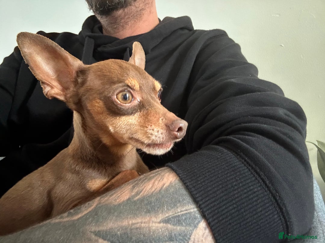 Miniature Pinscher dogs for sale: Chocolate & Tan miniature pincher for sale  in Preston - Image 3