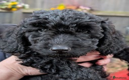 Australian Labradoodle dogs for sale: Ready Now !  Miniature Australian Labradoodles - Image 30