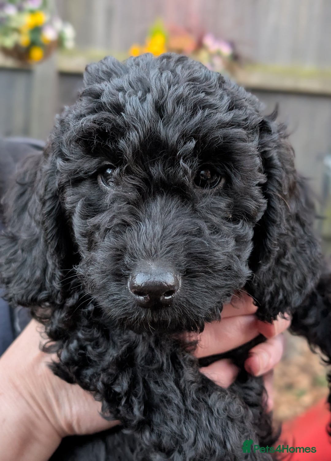 Australian Labradoodle dogs for sale: Ready Now !  Miniature Australian Labradoodles - Image 30