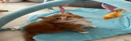 Maine Coon cats for sale: stunning babies looking for there forever homes 🏠 - Advert 12