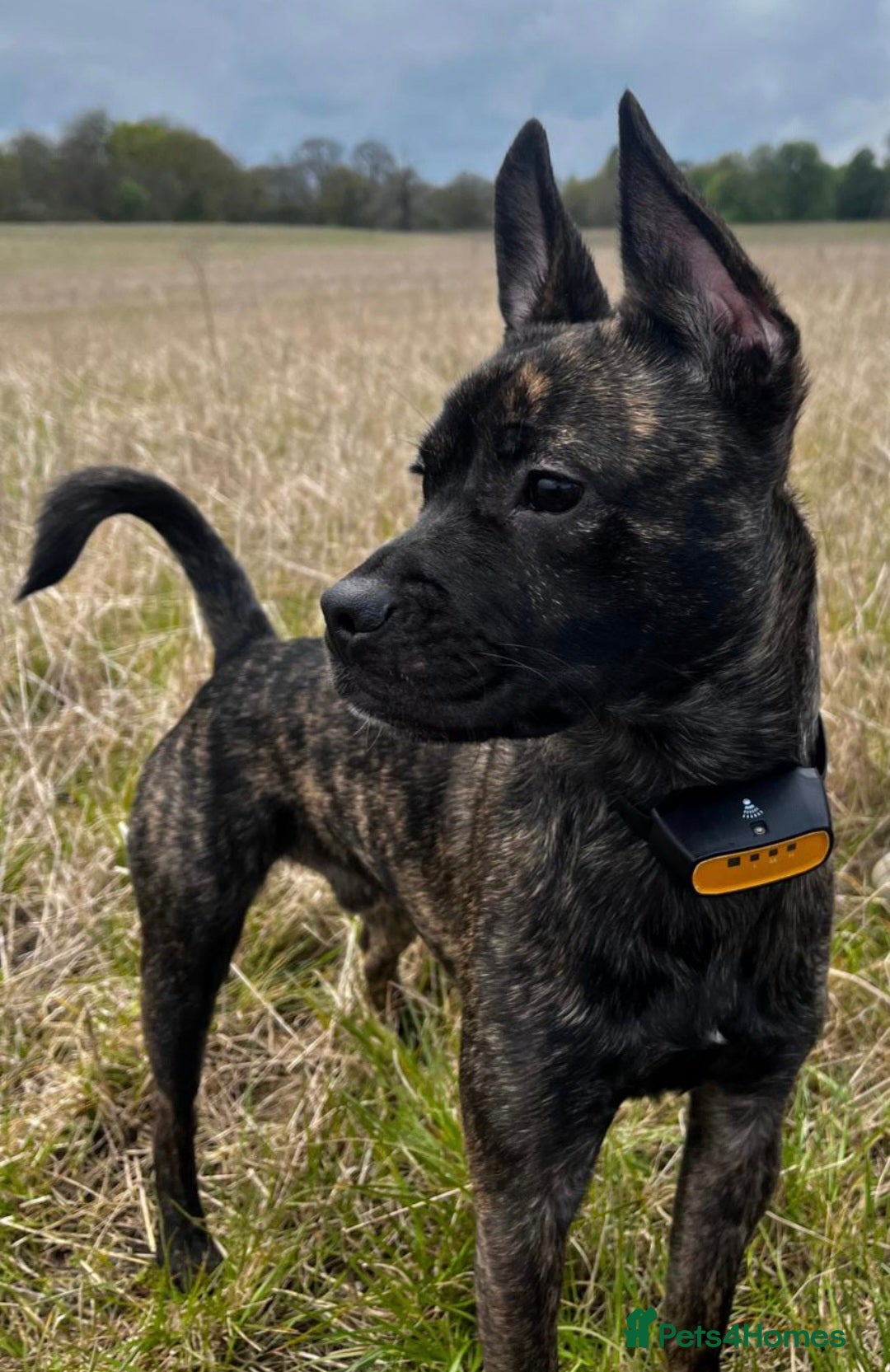 Mixed Breed dogs Kovu -cutie, energetic pup in need of forever home - Advert 1