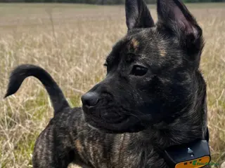 Mixed Breed dogs Kovu -cutie, energetic pup in need of forever home - Advert 1