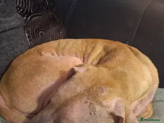 Mixed Breed dogs Looking for loving home - Advert 3