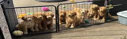 Double Doodle dogs for sale: Standard Double Doodle Puppies Due November🤎🐾 - Advert 6