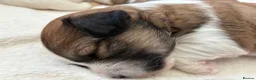 Mixed Breed dogs for sale: La chon  - Advert 18