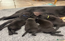 Labrador Retriever dogs for sale: KC Reg Health Tested Working Labradors - Image 19