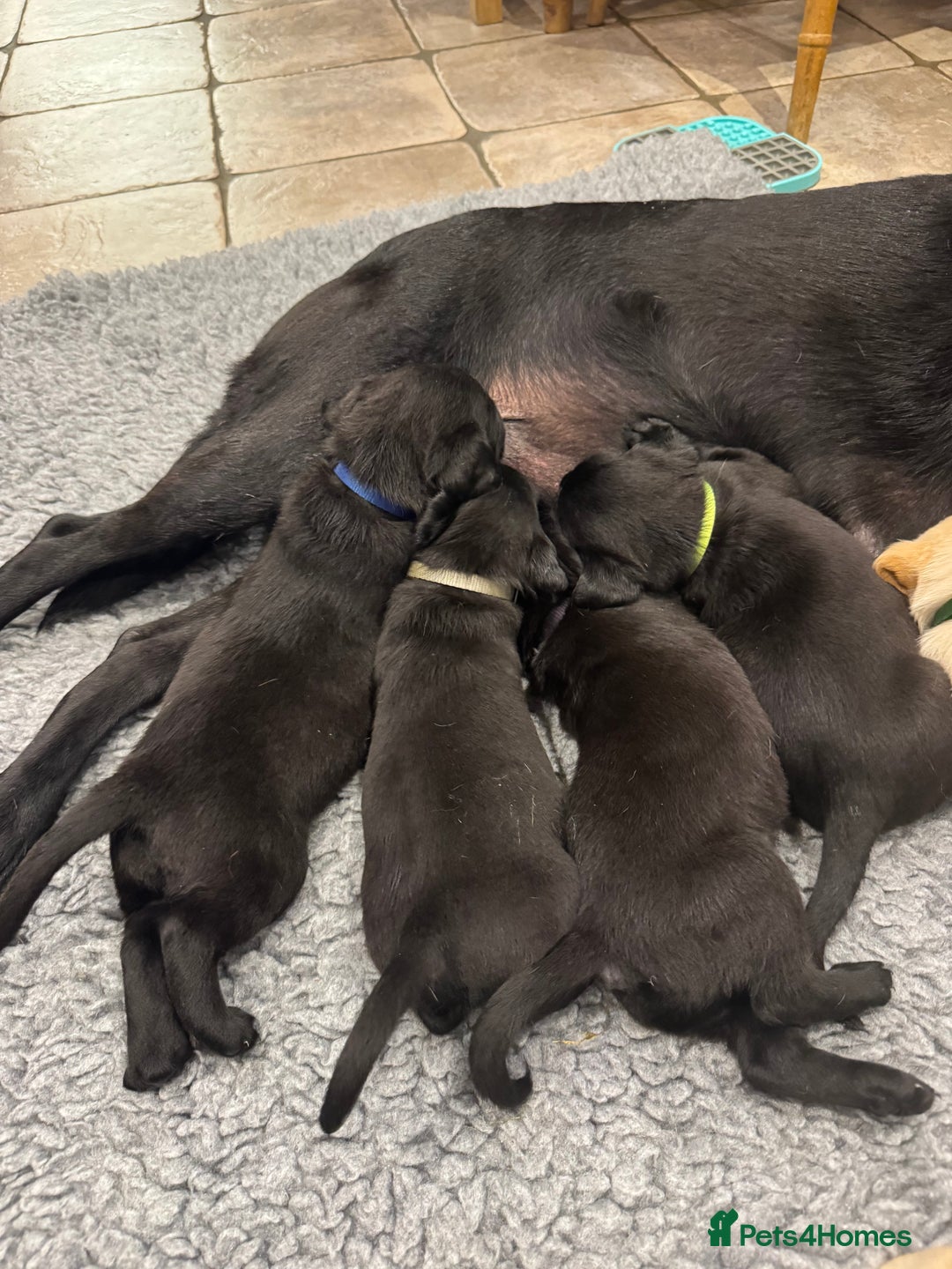 Labrador Retriever dogs for sale: KC Reg Health Tested Working Labradors - Image 19