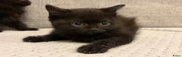 Mixed Breed cats for sale: Adorable Black Kittens - Advert 9