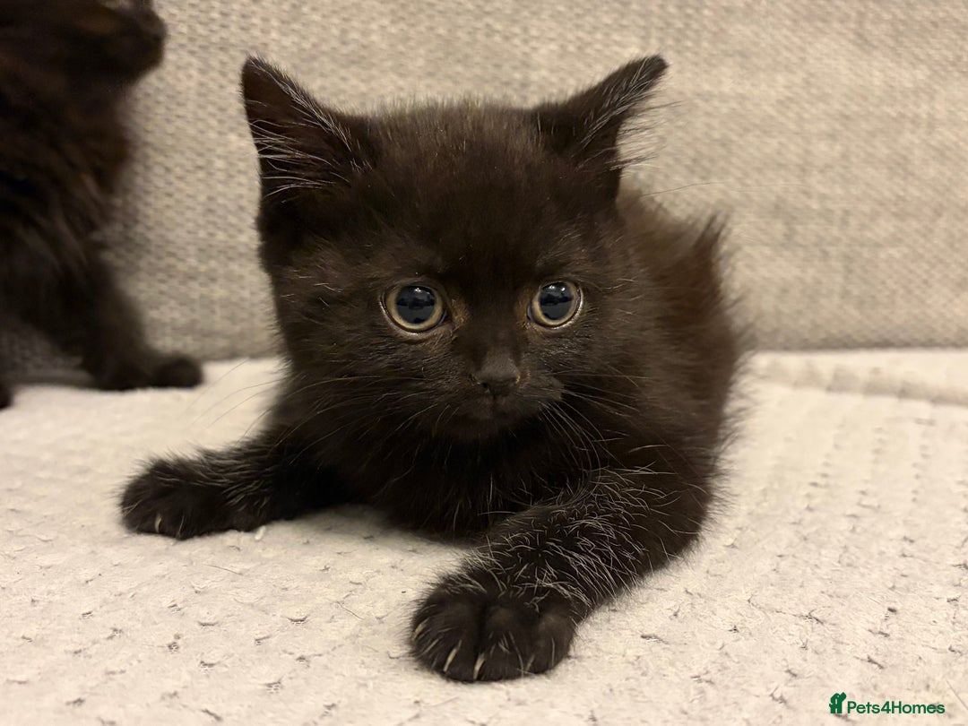 Mixed Breed cats for sale: Adorable Black Kittens - Advert 9