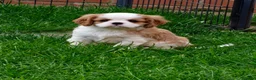 Cavalier King Charles Spaniel dogs for sale: Gorgeous KC Cavaliers from Health Tested Parents  - Advert 21