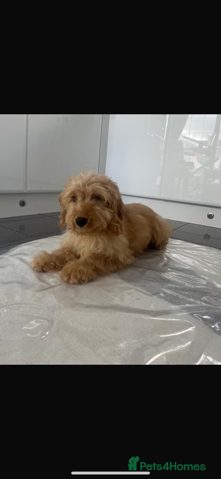 Cockapoo dogs Pra clear toy cockapoos puppies for sale - Advert 15