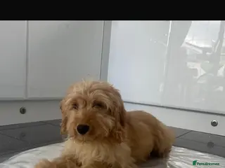 Cockapoo dogs Pra clear toy cockapoos puppies for sale - Advert 15