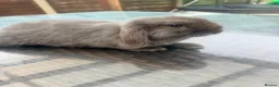 Mini Lop rabbits for sale: Grey mini lop male in Enfield - Advert 4
