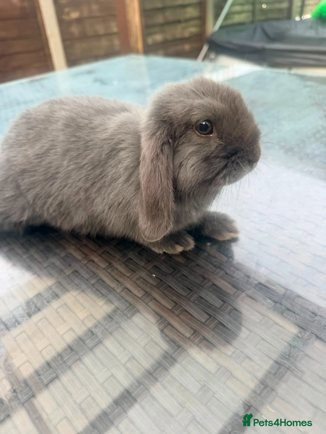 Mini Lop rabbits for sale: Grey mini lop male in Enfield - Advert 4